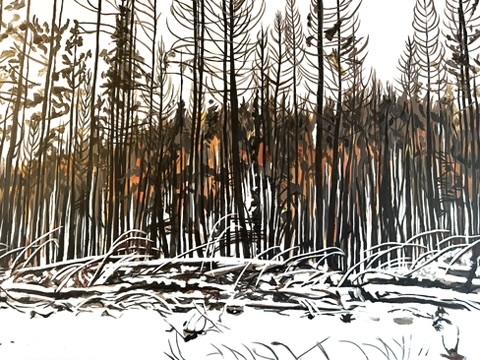 After a forest fire